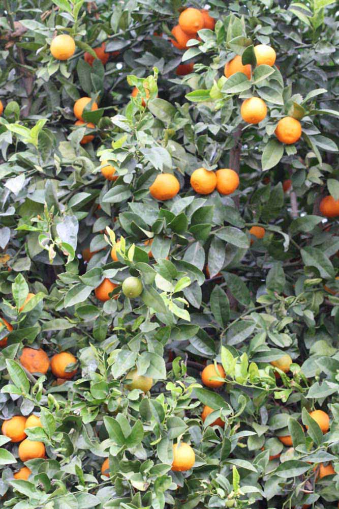            Habit (Riverside, CA)   